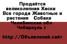 Продаётся великолепная Хаски - Все города Животные и растения » Собаки   . Челябинская обл.,Чебаркуль г.